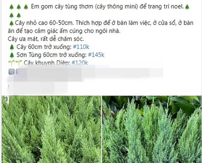 Cận Giáng sinh, cây thông mini đắt khách trên chợ mạng